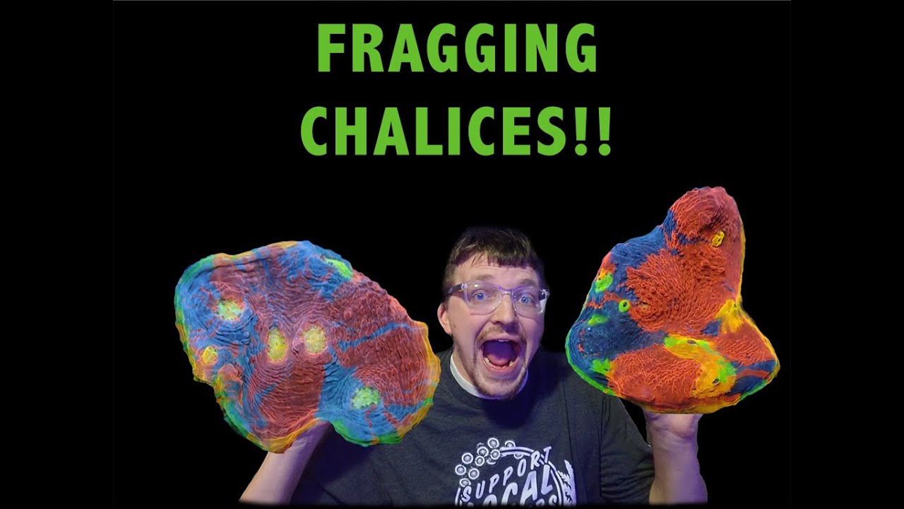 How to frag like a Pro: Rainbow Chalice Coral Fragging Video