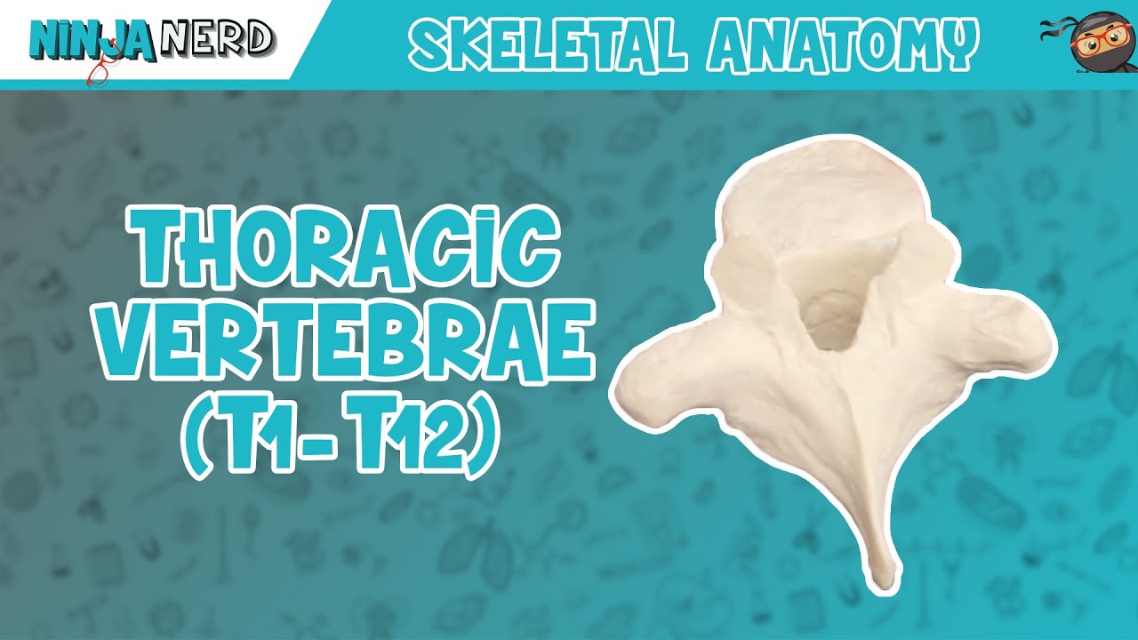 Thoracic Vertebrae (T1-T12) Anatomy
