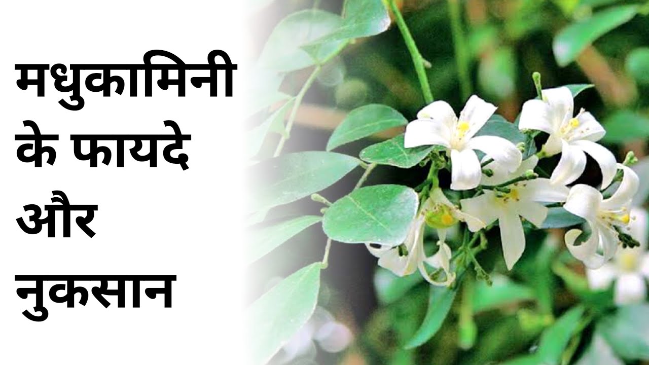 मधुकामिनी के हैरान करने वाले फायदे - MadhuKamini Ke Fayde | Simple Knowledge