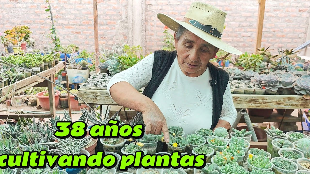 conoce a la sra María cultivadora de cactus y suculentas #arequipa #emprender