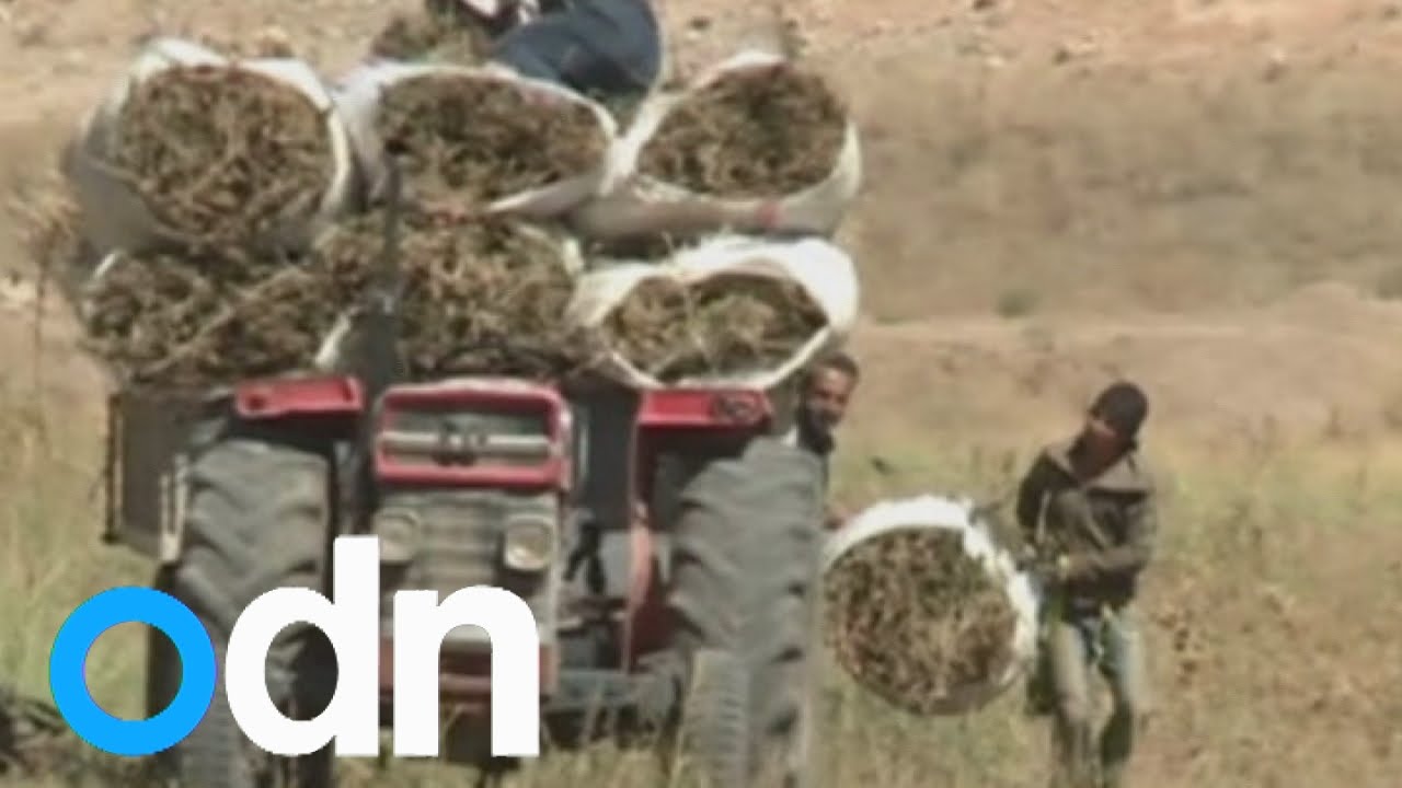 Illegal marijuana plantations thrive in Lebanon amid war against IS in Iraq and Syria