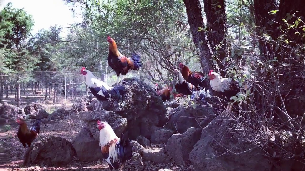 Criador o saca pollos