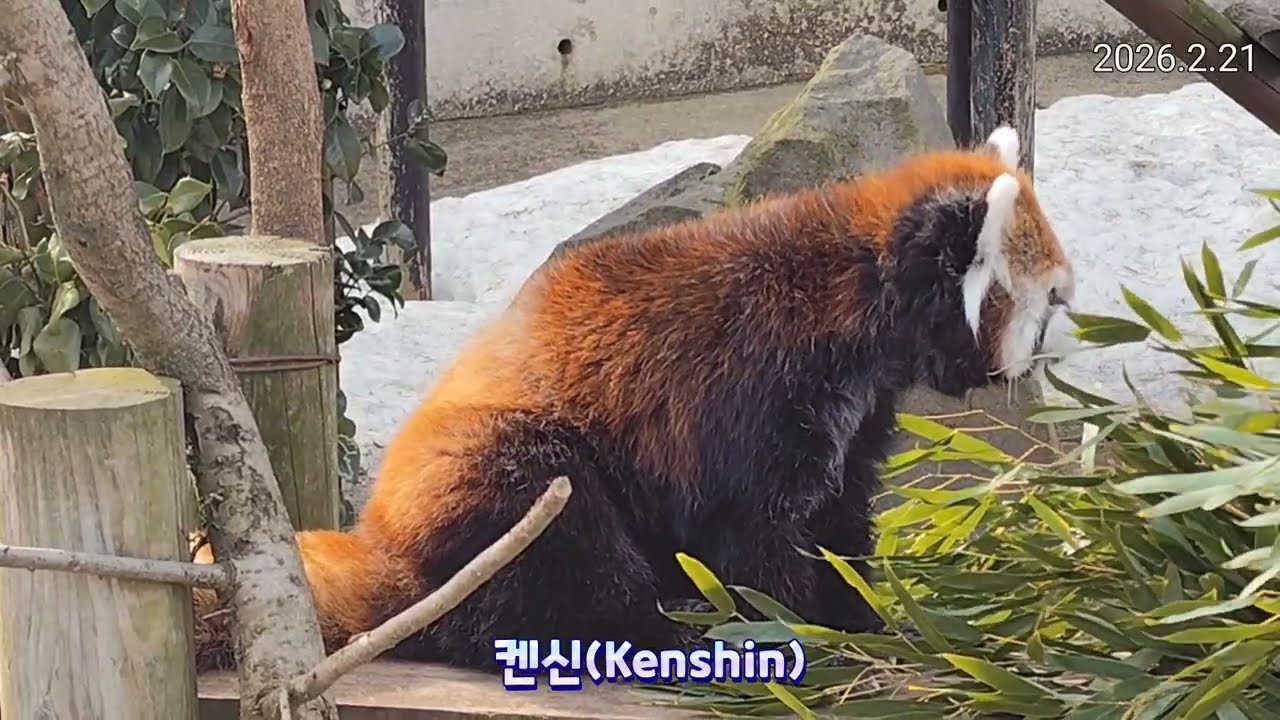 마루미를 따라다니느라 바쁜 수컷, 켄신의 영상😁(2월 21&23일)