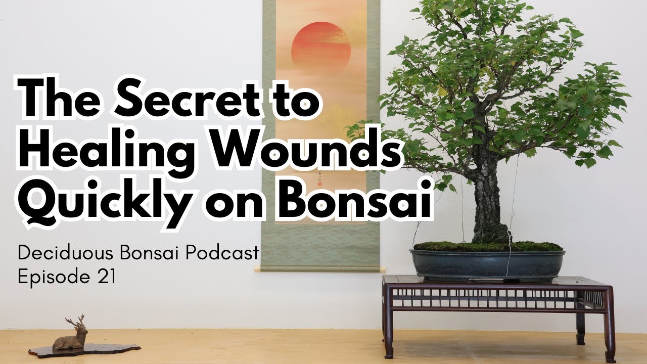 The Secret to Healing Wounds Quickly On Bonsai - Deciduous Bonsai Podcast Episode 21