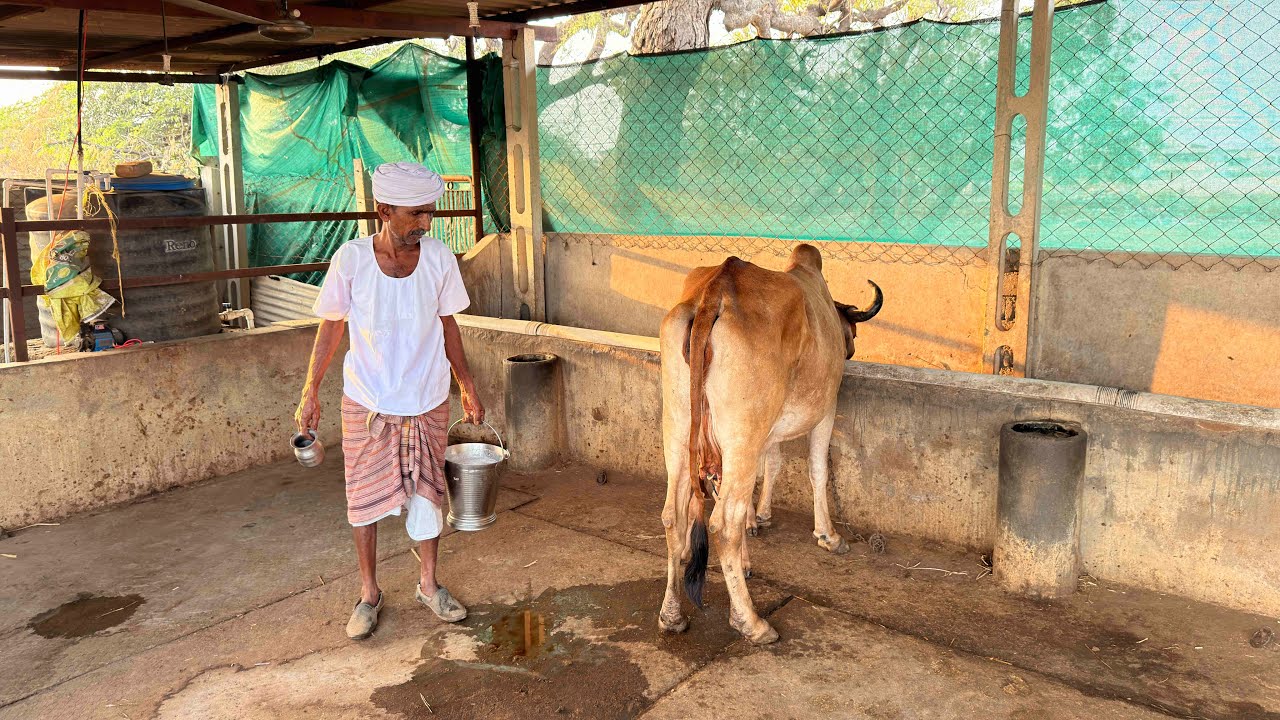 Gir gaya ne Kitna Dudh diya 