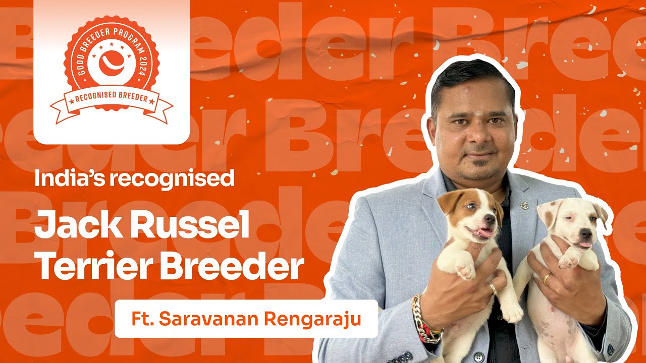 India's Best Jack Russell Terrier Breeder | Ft. Saravanan Rengaraju | Happy Pet