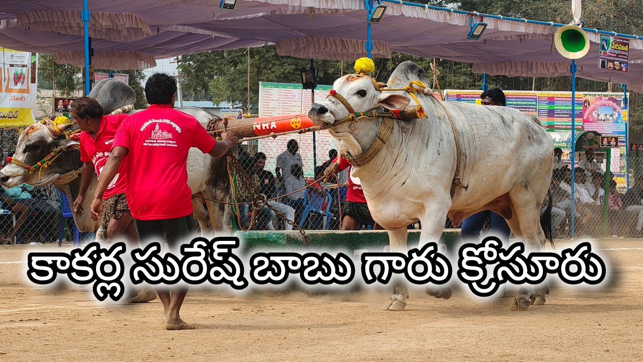 రెంటచింతల గ్రామం జూనియర్ విభాగం 6వ జత