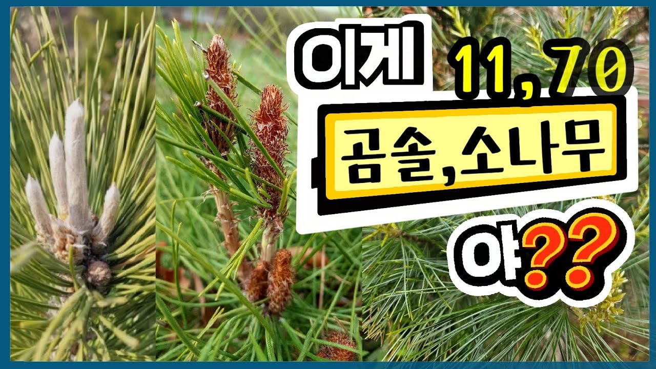 조경기능사_수목감별_11곰솔, 70소나무