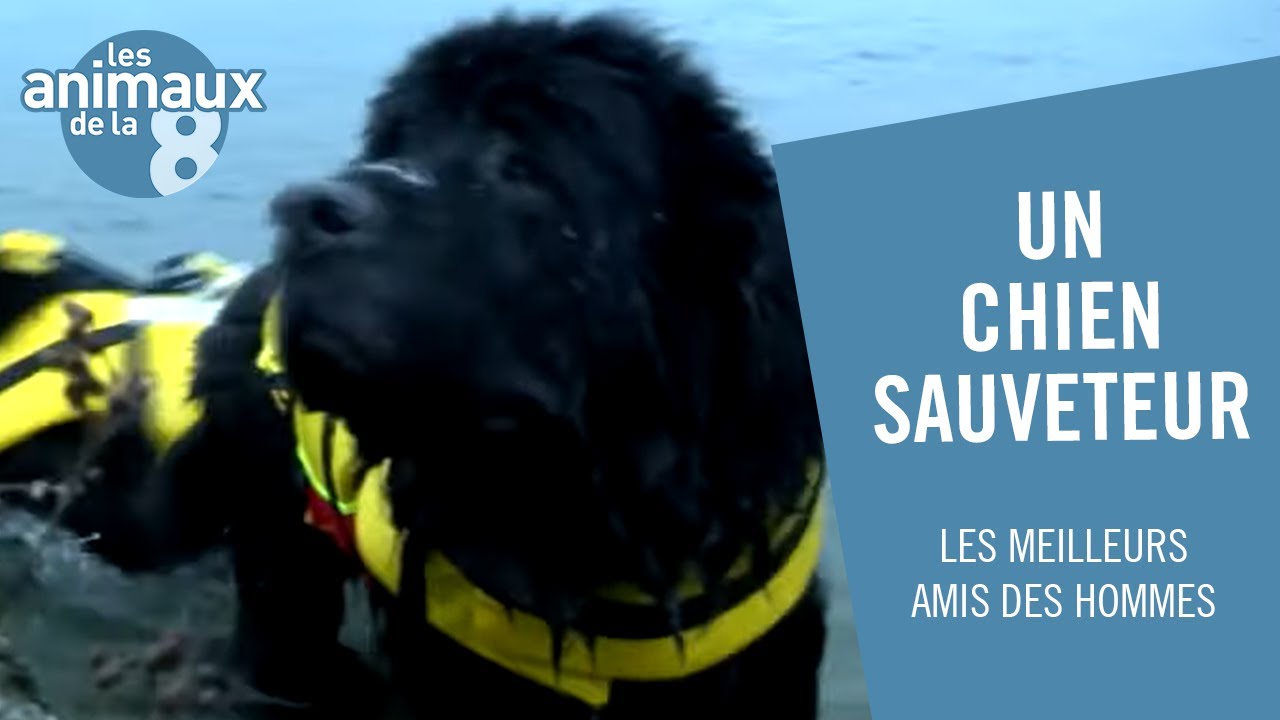 Le Terre-Neuve, un chien sauveteur en mer - Les Animaux de la 8