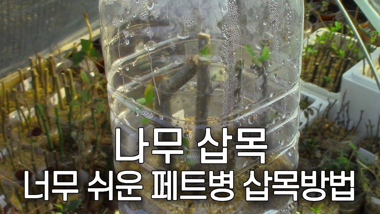 집에서 쉽게 따라하는 페트병 삽목 성공률 100% | 분재 30년 나무 부자의 삽목 노하우