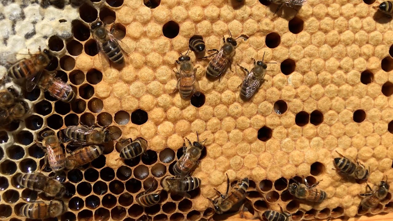 Setting Up the Apiary's Bee Observation Hive