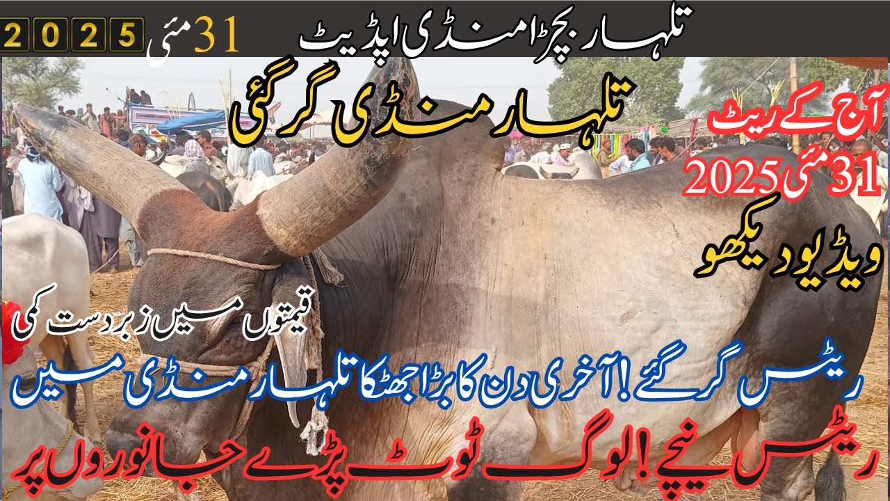 Talhar Bachra Mandi 31 MAY 2025 | Qurbani Ke Bachray Ke Rate | Bakra Eid Special Video