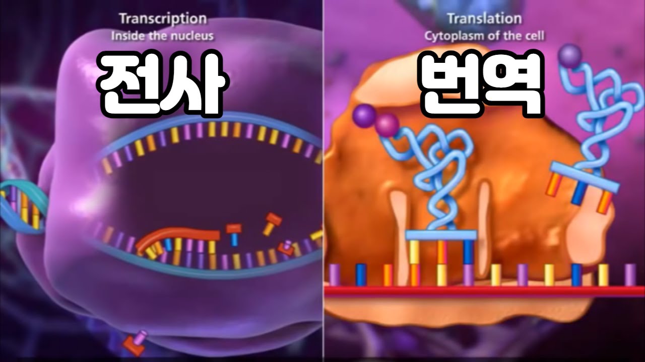 전사와 번역(DNA transcription and translation)