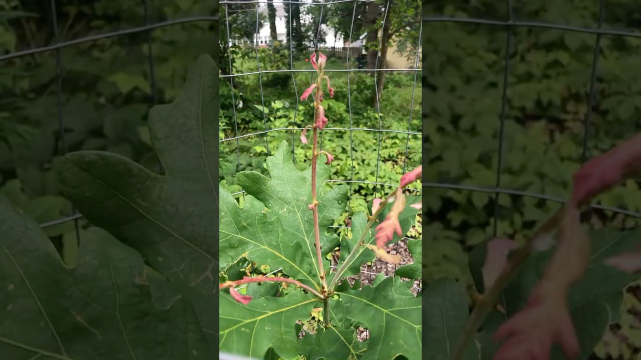 This 4-year-old white oak tree is starting to thrive!