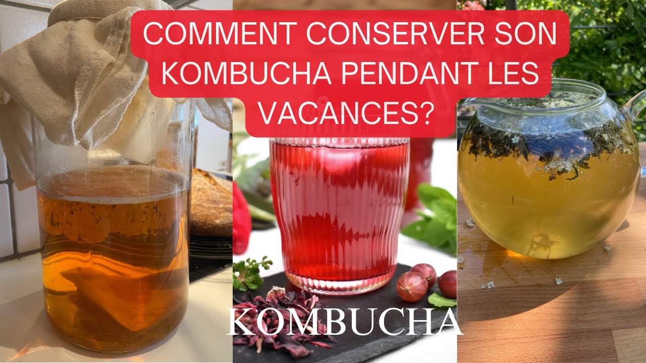 KOMBUCHA EN VACANCES : Faut-il le mettre au frigo ? Erreurs à éviter pour garder son SCOBY en vie