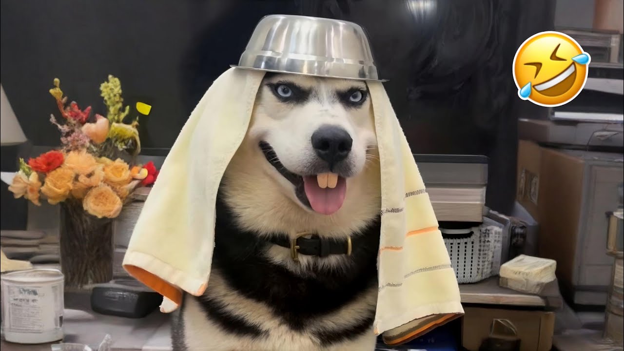 Best of Funny Animals 2025 😹🐾 | Non-Stop Laughs Guaranteed! #2
