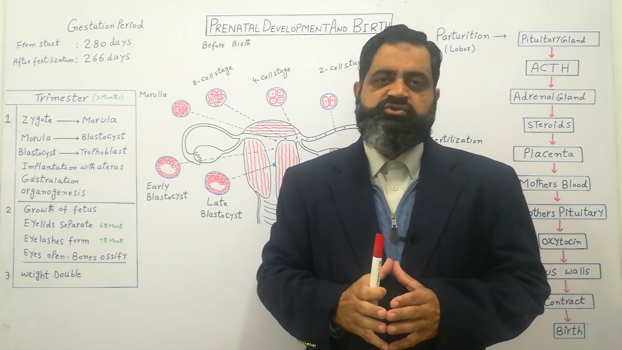 Birth and prenatal development Urdu/Hindi medium @prof.masoodfuzail| Gestation in Human female