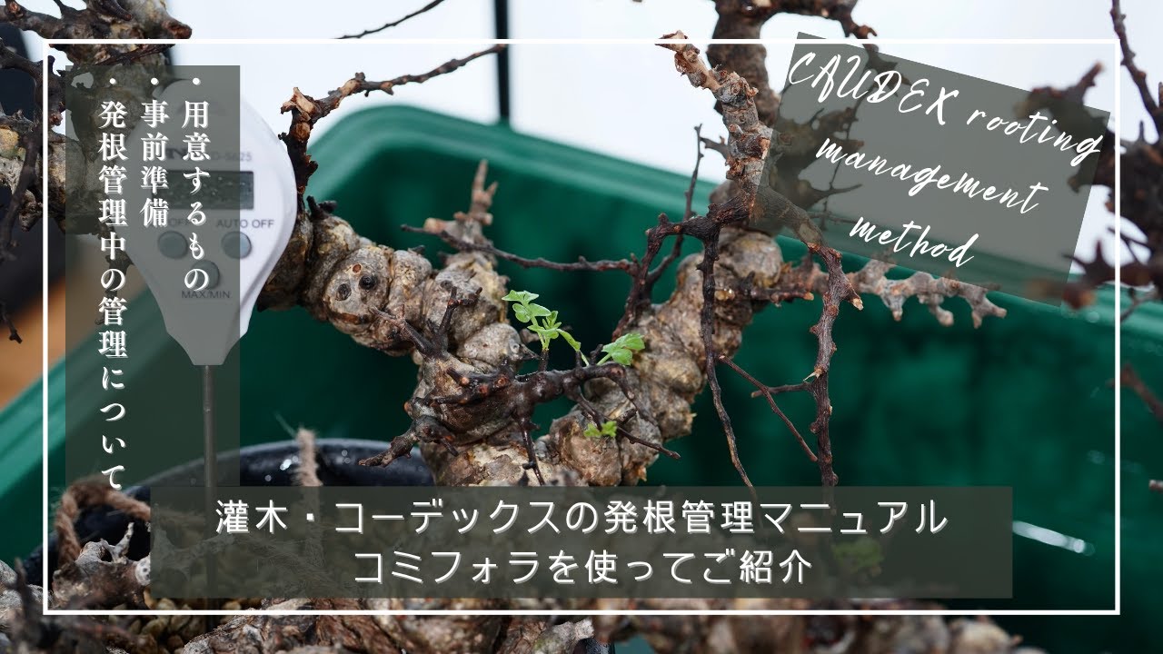 灌木・コーデックスの発根管理マニュアル／コミフォラを使ってご紹介