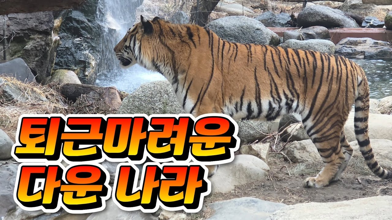 🗓20260226 타이거밸리 🎦퇴근 마려운 다운 나라🎦 💕🐯다운🐯나라💕