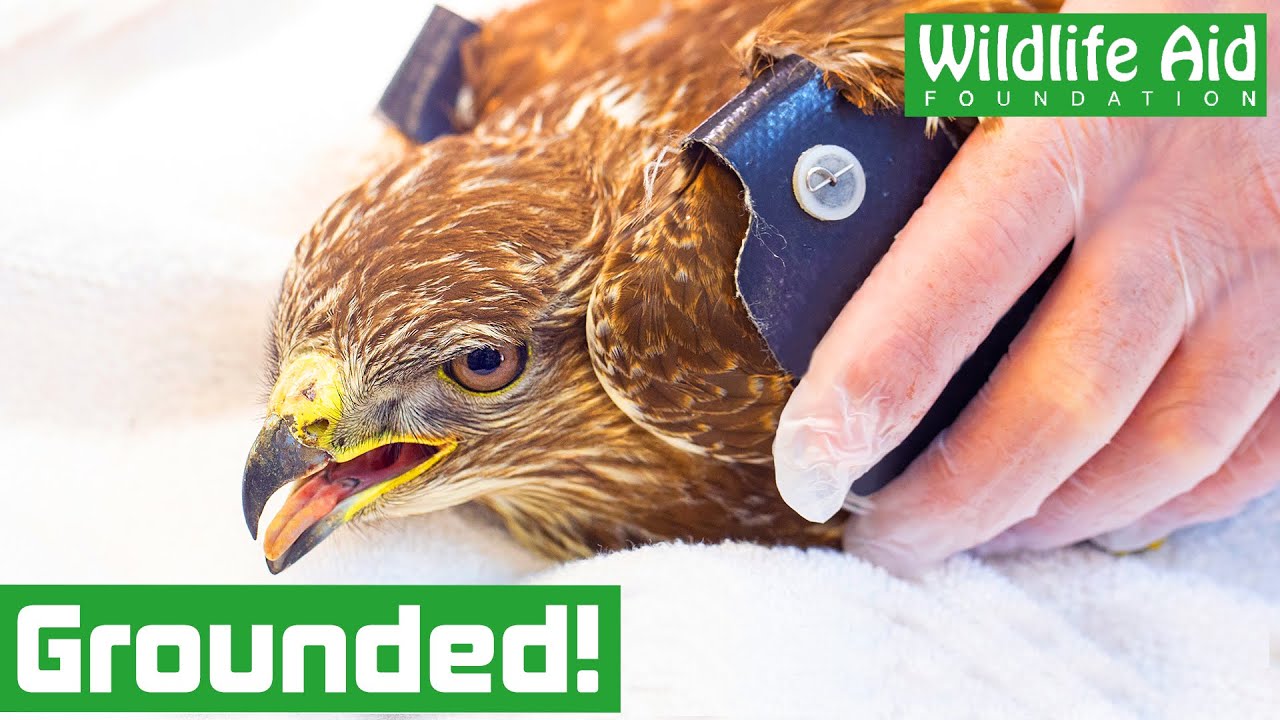 Buzzard GROUNDED from heavy wing tags!