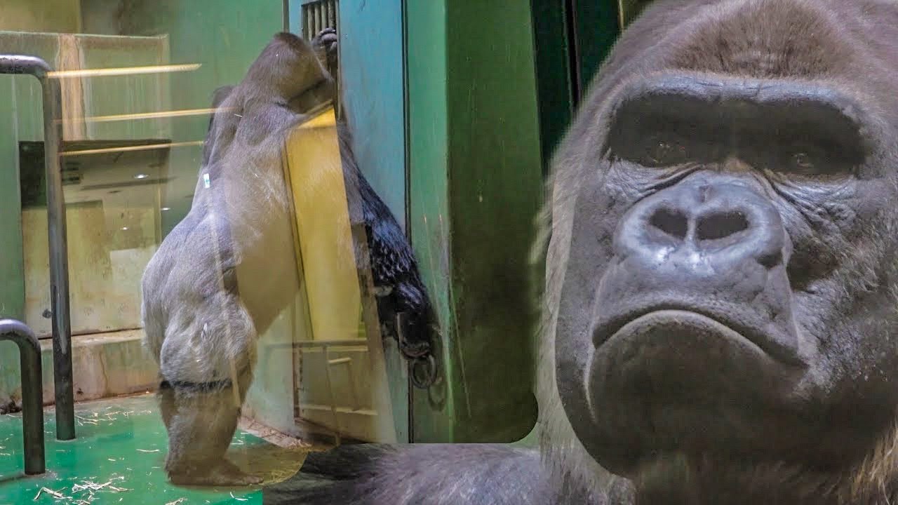 Silverback gorilla Monta gets irritated by his neighbor's chimps. #4/6 CHIBA ZOO 千葉市動物公園ゴリラモンタ（0271）