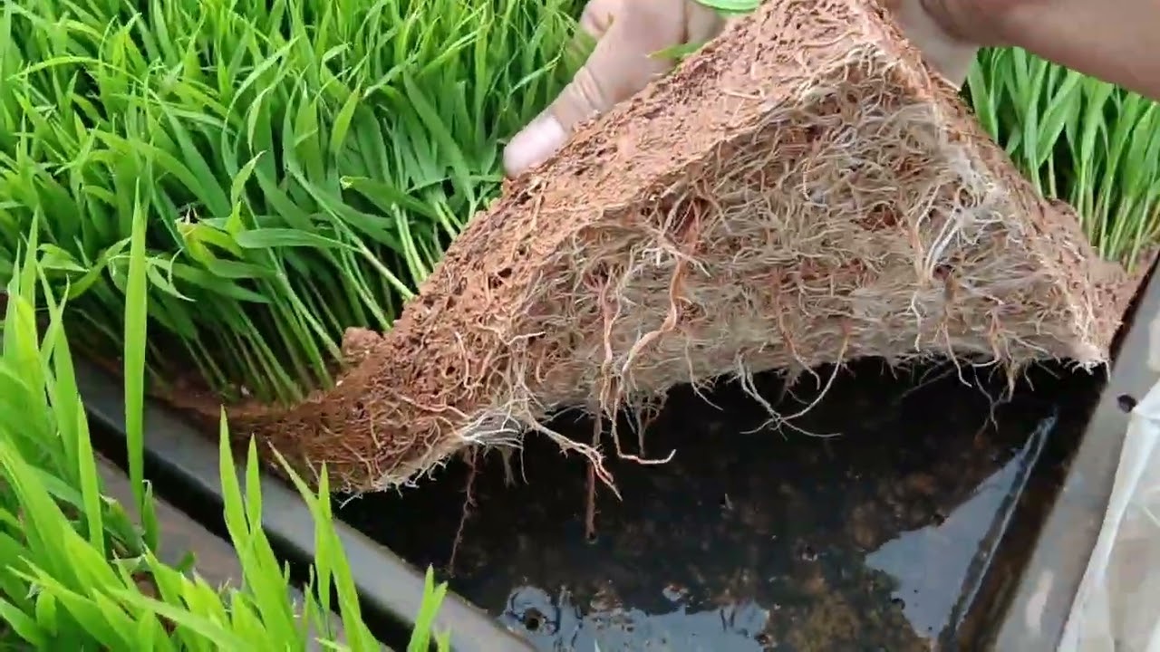 Buổi chiều cuối tuần đi thăm cánh đồng mạ!