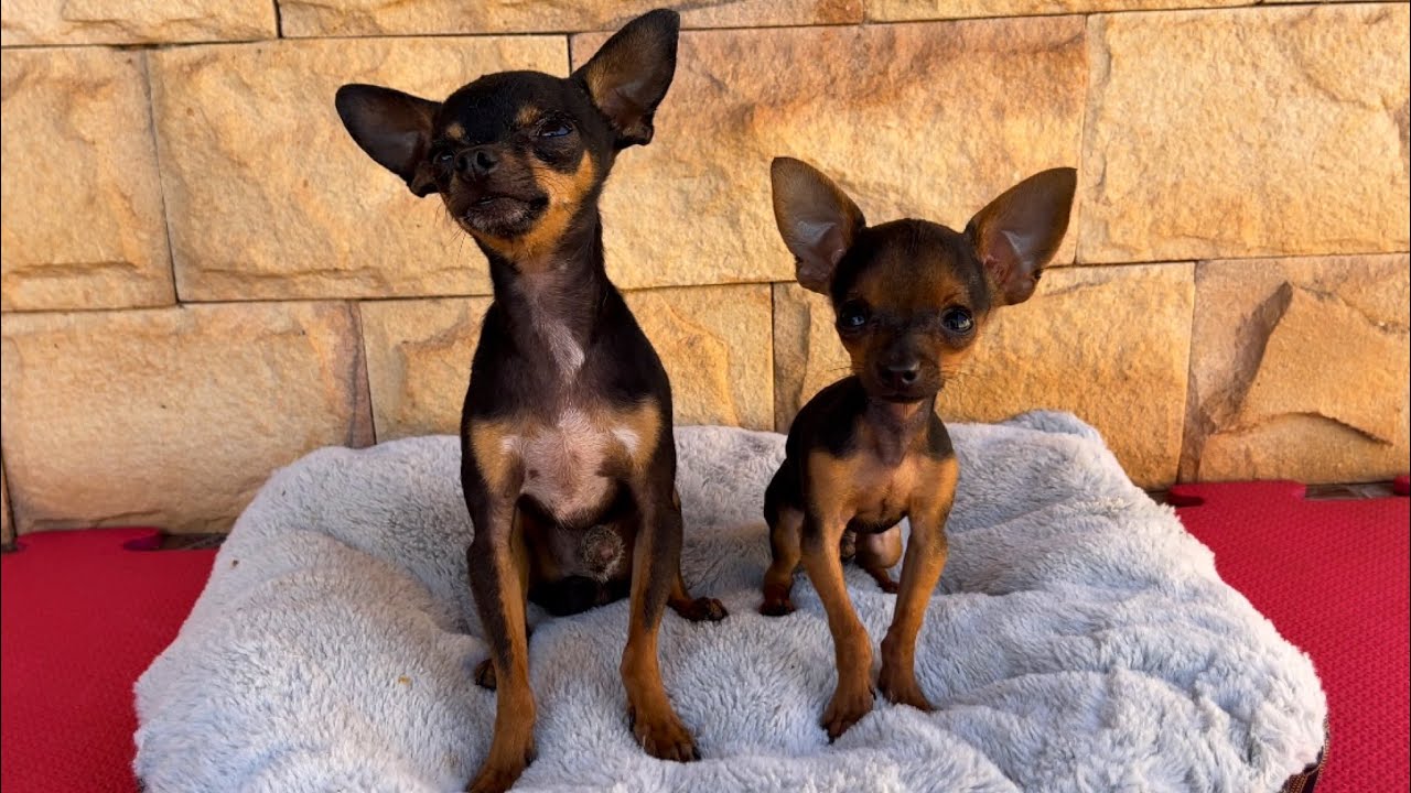 PILILIU E TIRINGA OS 2 PIT MONSTER | PINSCHER FILHOTES