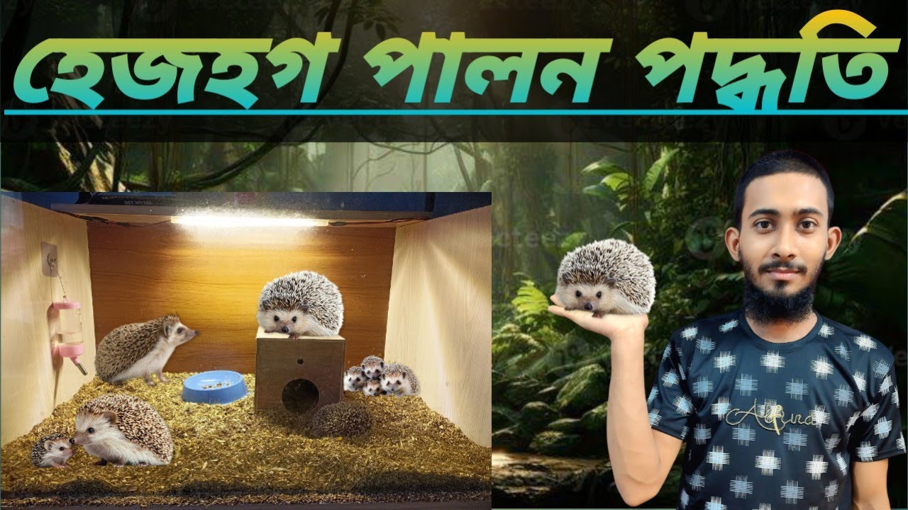হেজহগ পালন পদ্ধতি / Hedgehog keeping methods