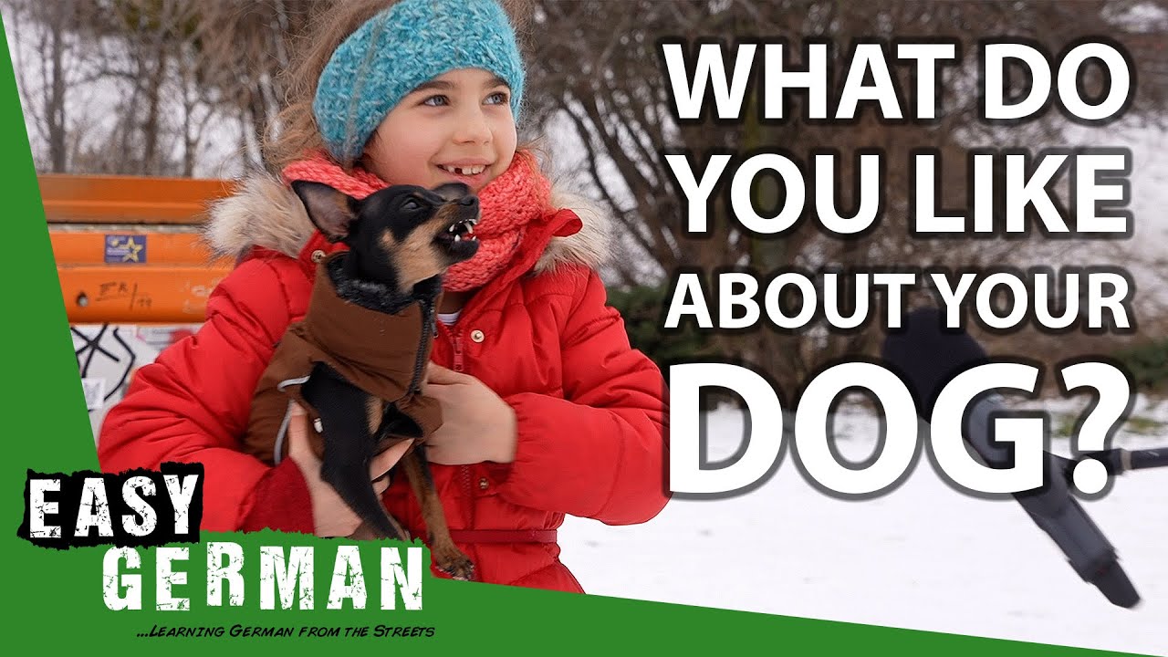 Germans Talking About Their Dogs | Easy German 389