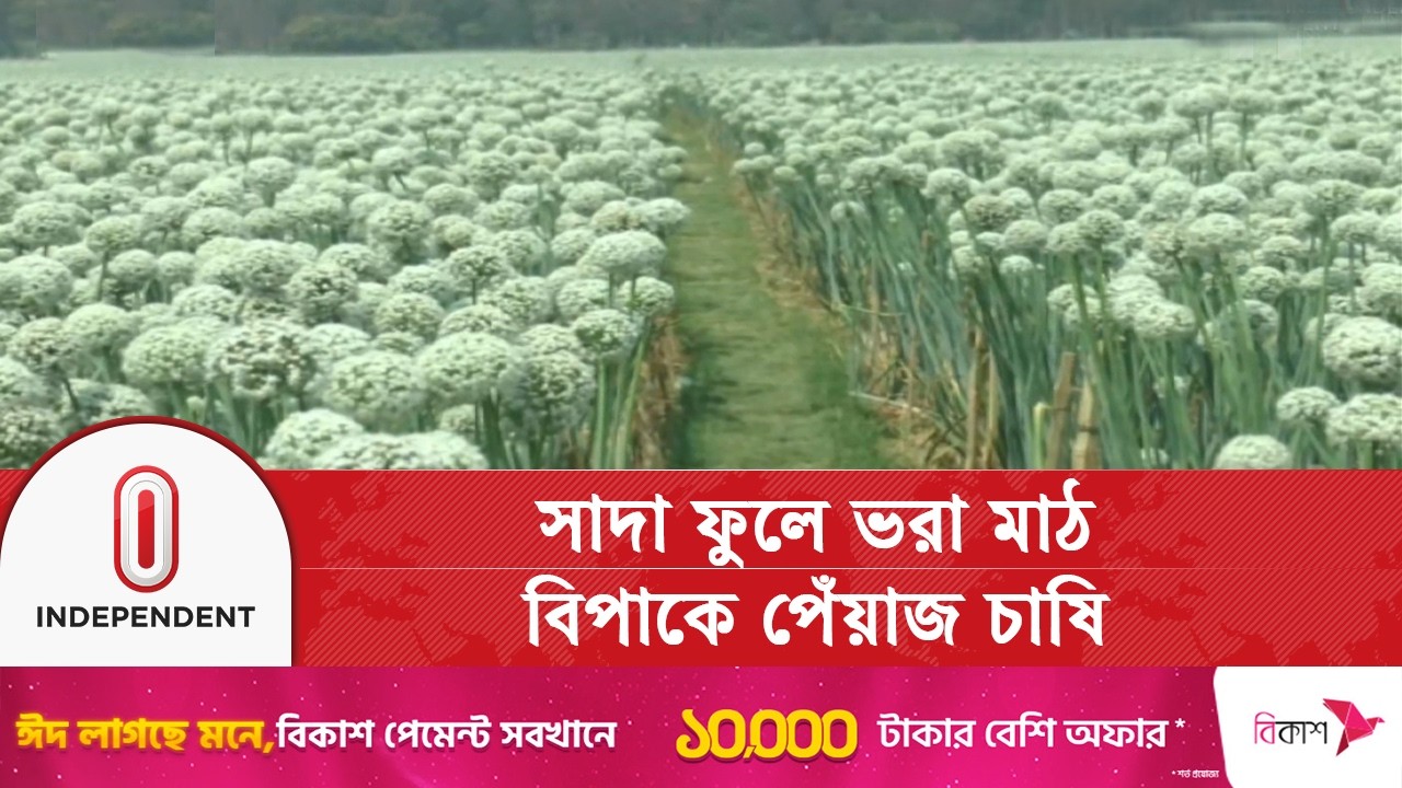 পেঁয়াজ বীজের সাদা ফুলে ভরে গেছে ফরিদপুরের মাঠ | Independent TV