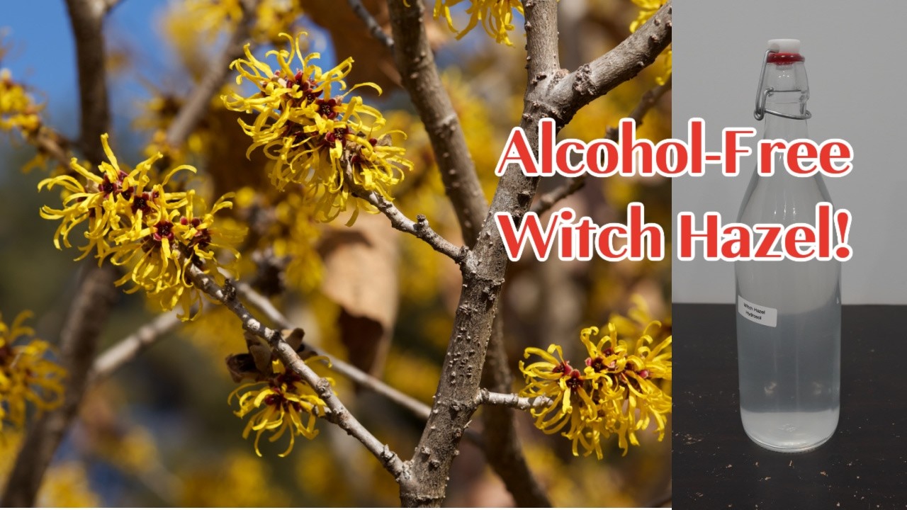 Witch Hazel Without Alcohol? Make Your Own Hydrosol at Home (ADI Method) | Hydrosol vs Extract