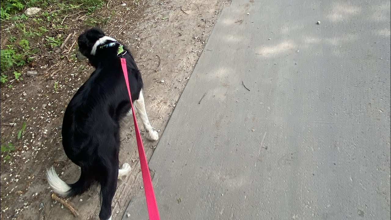 VLOG Z NASZEGO DNIA!🦴||jak wygląda u nas dzień?||Psi Flow🐶Kira&Sheila💗