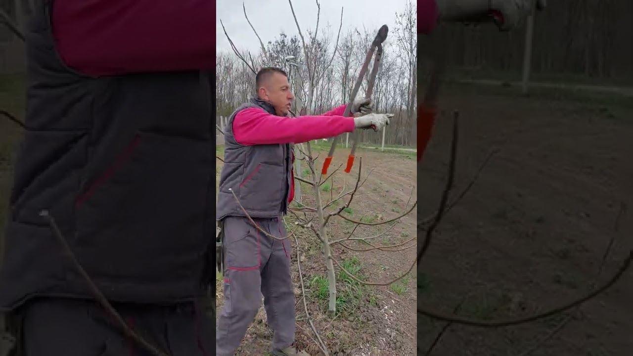 Rezidba oraha Čendler
