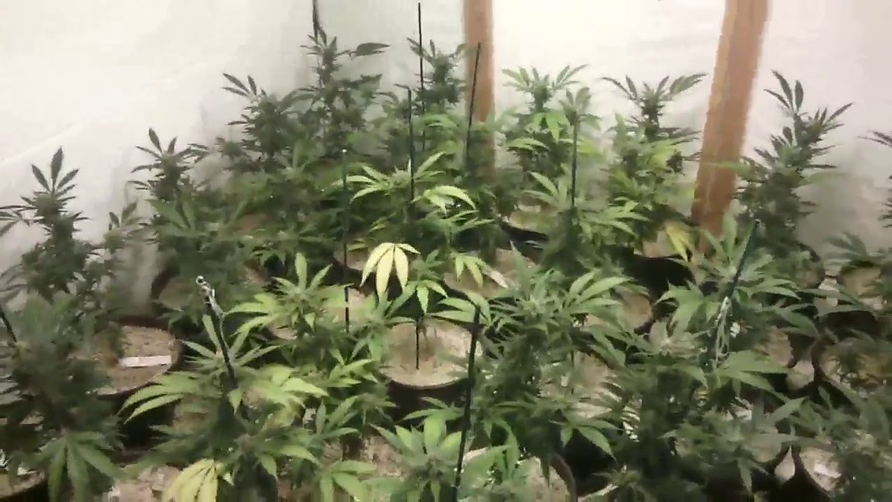 Ultra Clones Weedmd