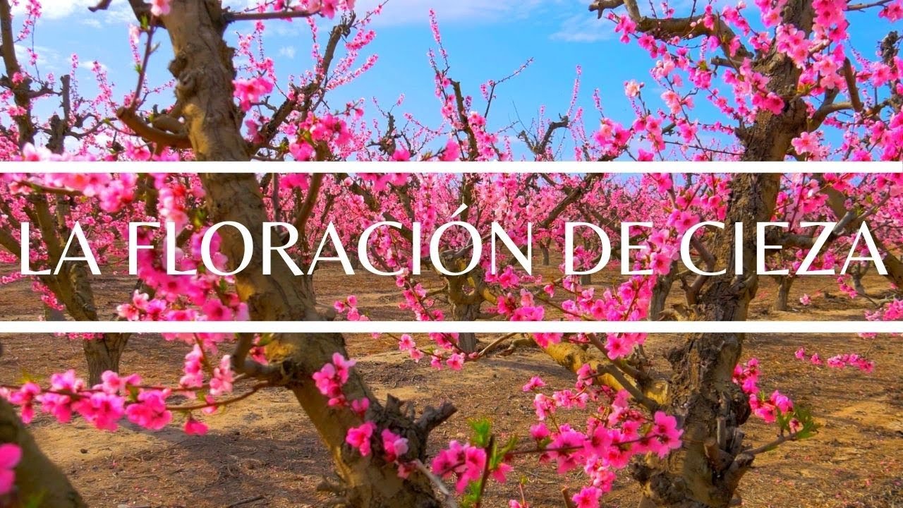 La floración de Cieza: Un paseo por los melocotoneros en flor en 4K