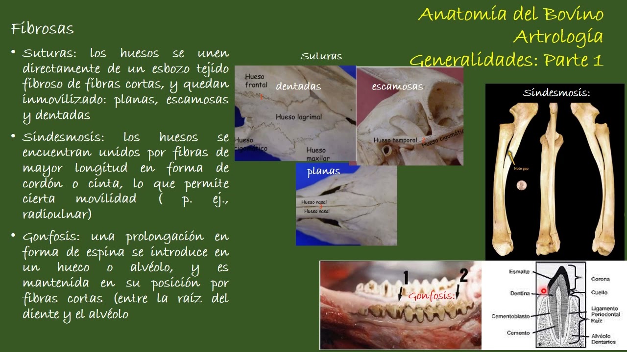 Artrología del Bovino: Generalidades Parte 1