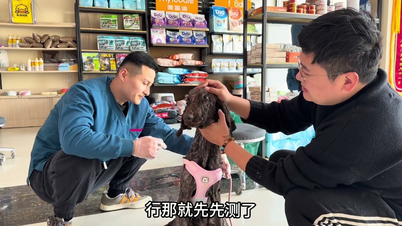 圈禁一年的巨贵迎来新生，可剃完毛才发现，肿瘤比想象中更严重。手术迫在眉睫，压力如山