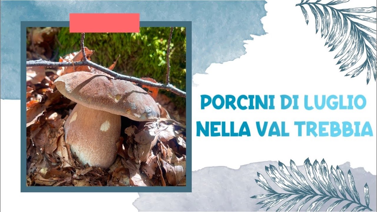 Porcini di luglio nella Val Trebbia