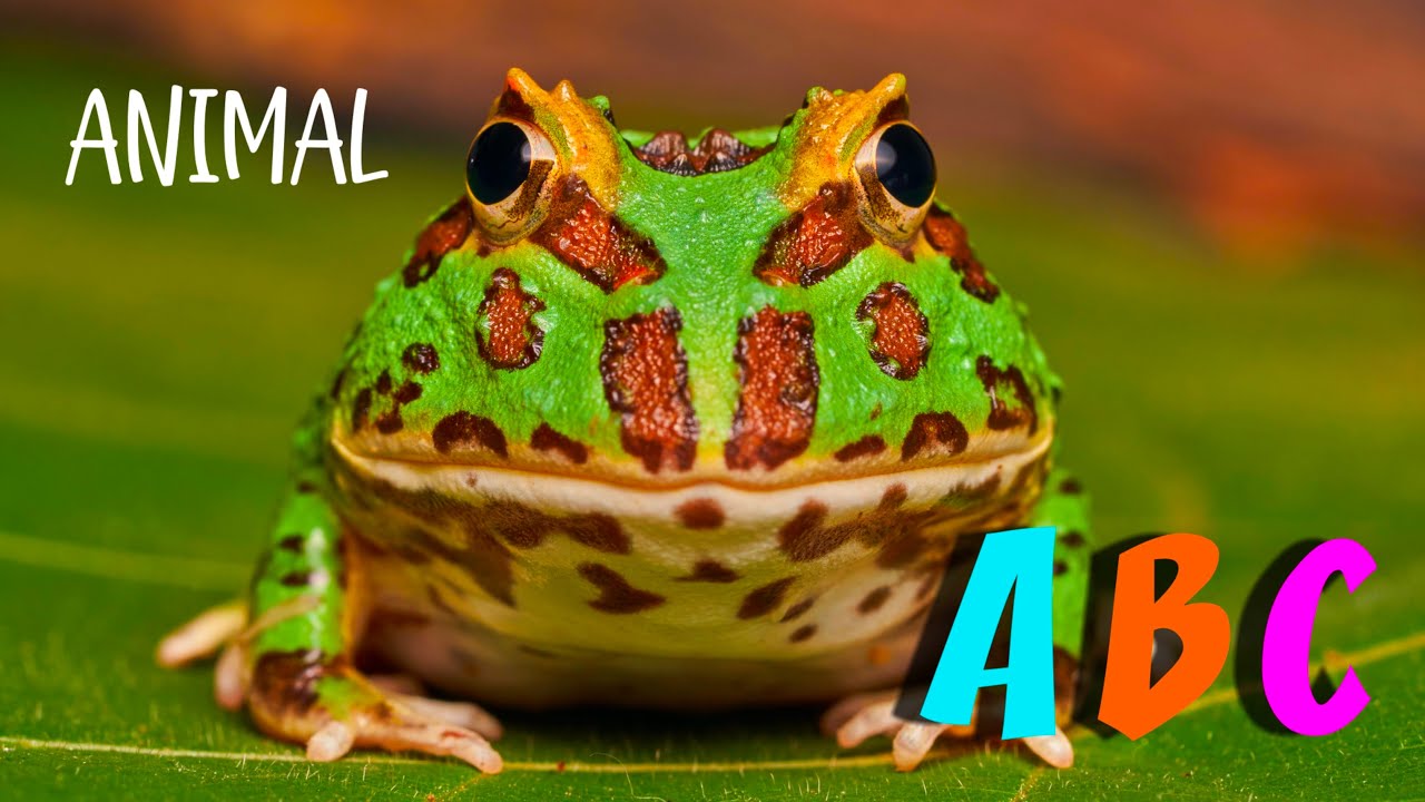 ANIMAL ABC - Kids Phonics Song