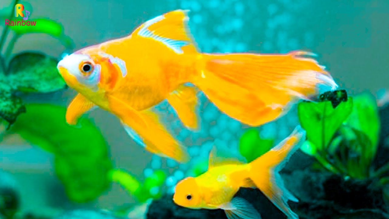 C&aacute; V&agrave;ng Bơi 🐠 Gia Đ&igrave;nh Nhỏ Hạnh Ph&uacute;c To 👪 Con Vật Thực Tế Cho B&eacute; Th&ocirc;ng Minh