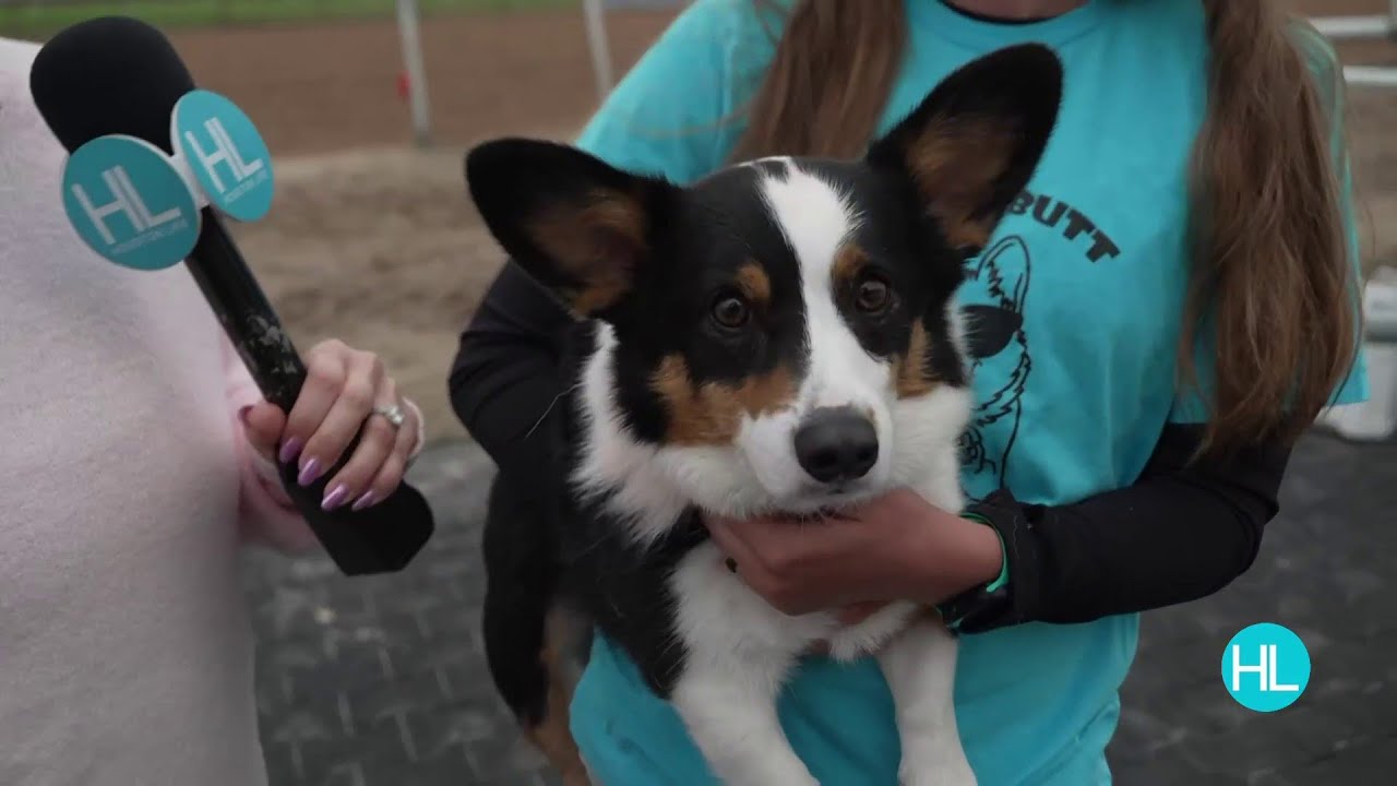 Corgi races bring a playful twist to the track at Sam Houston Race Park