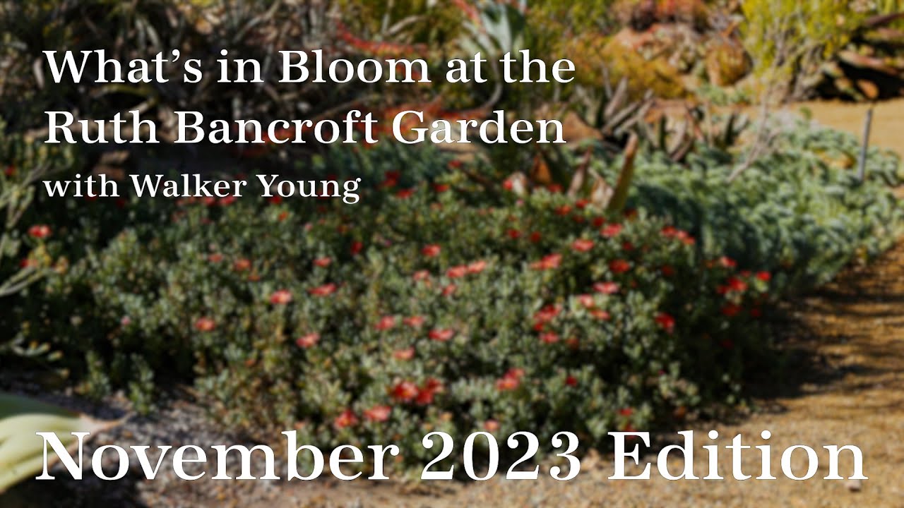 What's in Bloom at The Ruth Bancroft Garden  (November 2023)