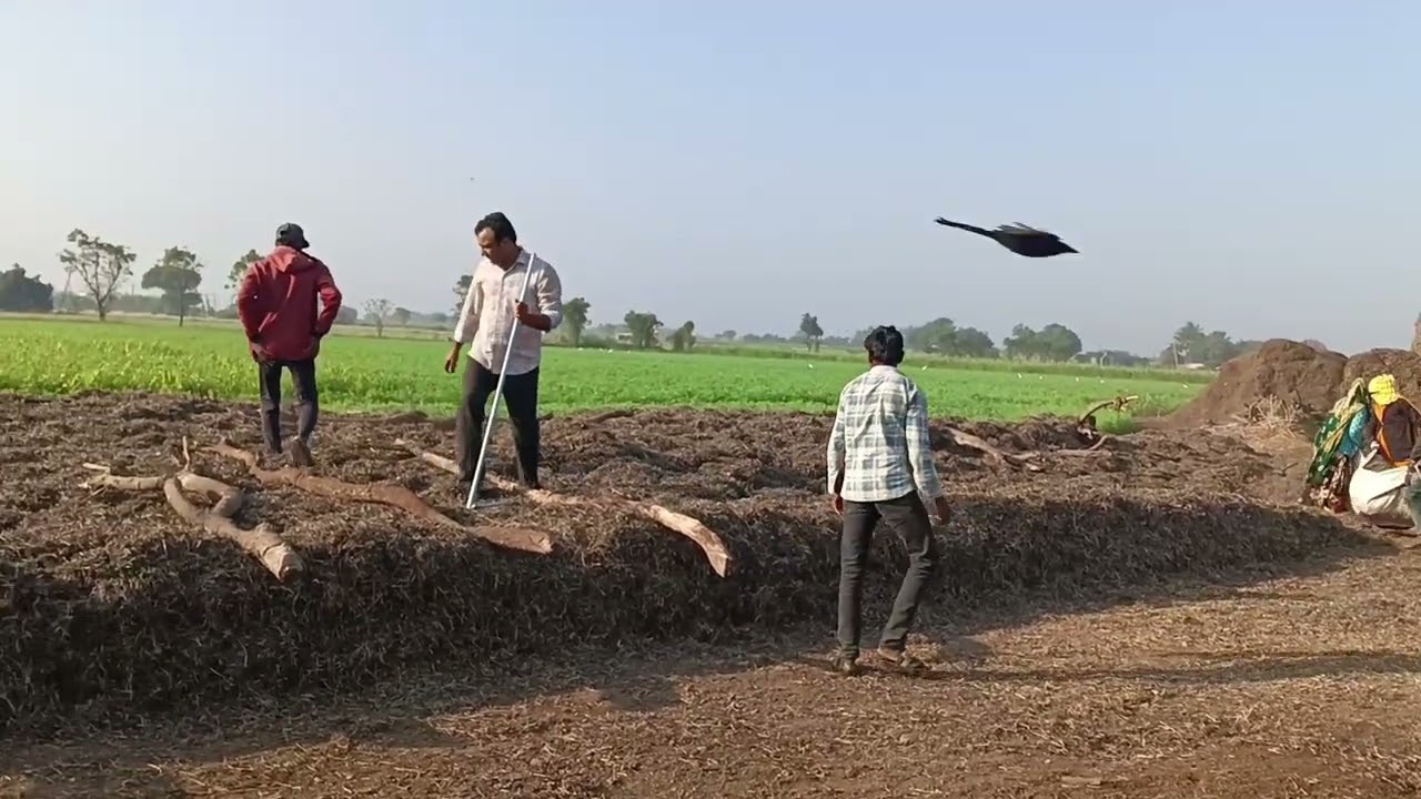 cow feed storage prosesing \\bhagiratg gir gay farm \\family farmer