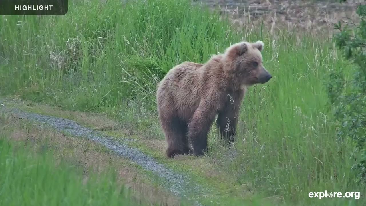 Kat's River View - Katmai National Park | 2025 Hilights
