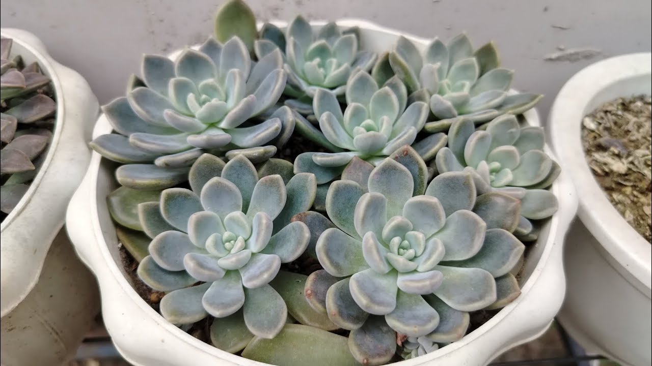 SUCCULENT UPDATE TODAY IS FEB.9.26