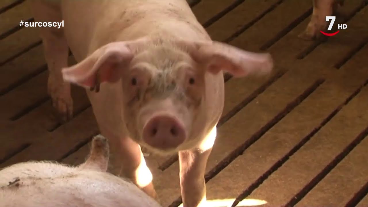 La rentabilidad del porcino de capa blanca depende de la exportación | Surcos