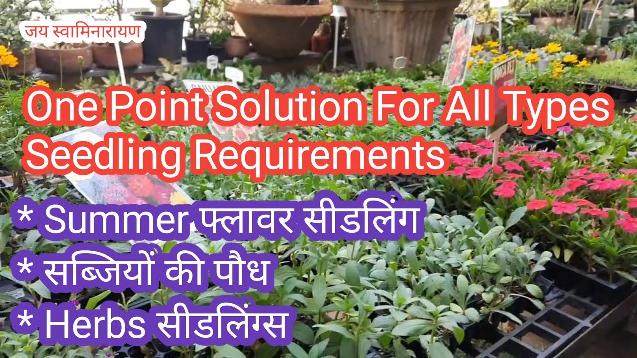 Summer Flower Seedlings Veg Seedlings And Herb Seedlings @ Pushpawali Plant Nursery