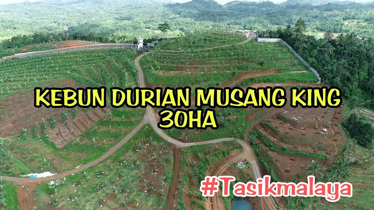 KEBUN DURIAN MUSANG KING 30 HA #tasikmalaya