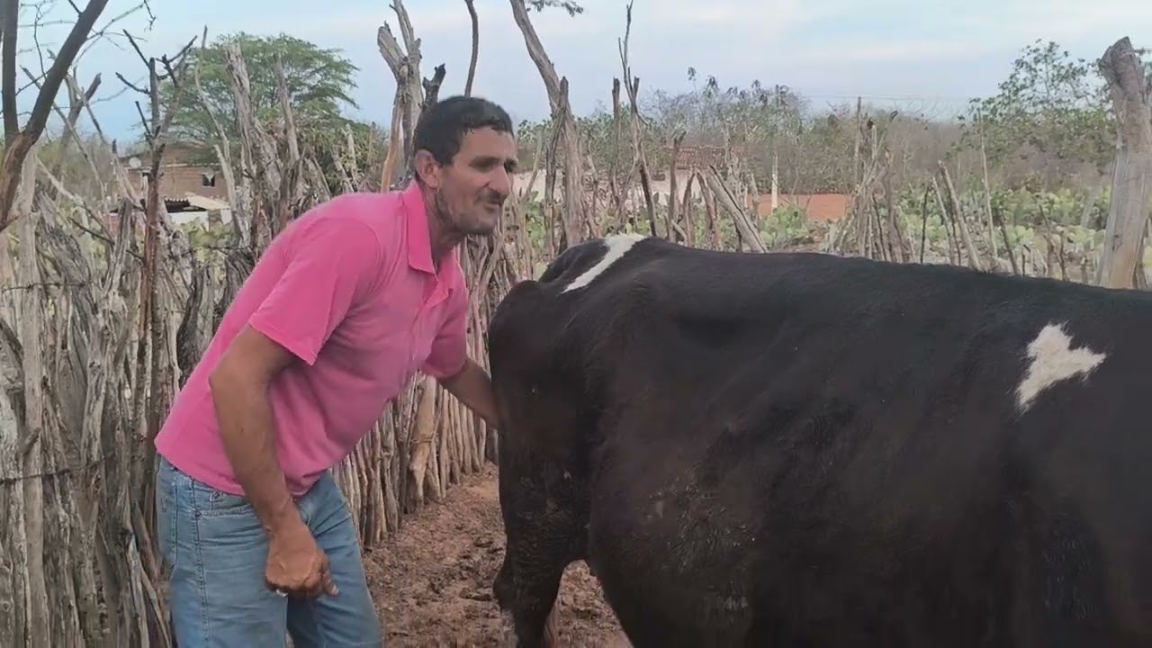 Benedito mostra como está a sua vacaria 