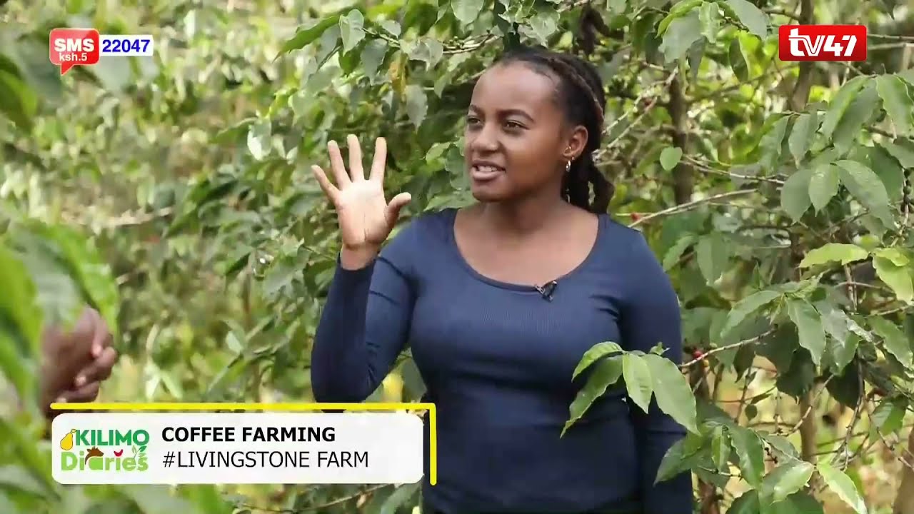 COFFEE FARMING | Is it as lucrative as it used to be?